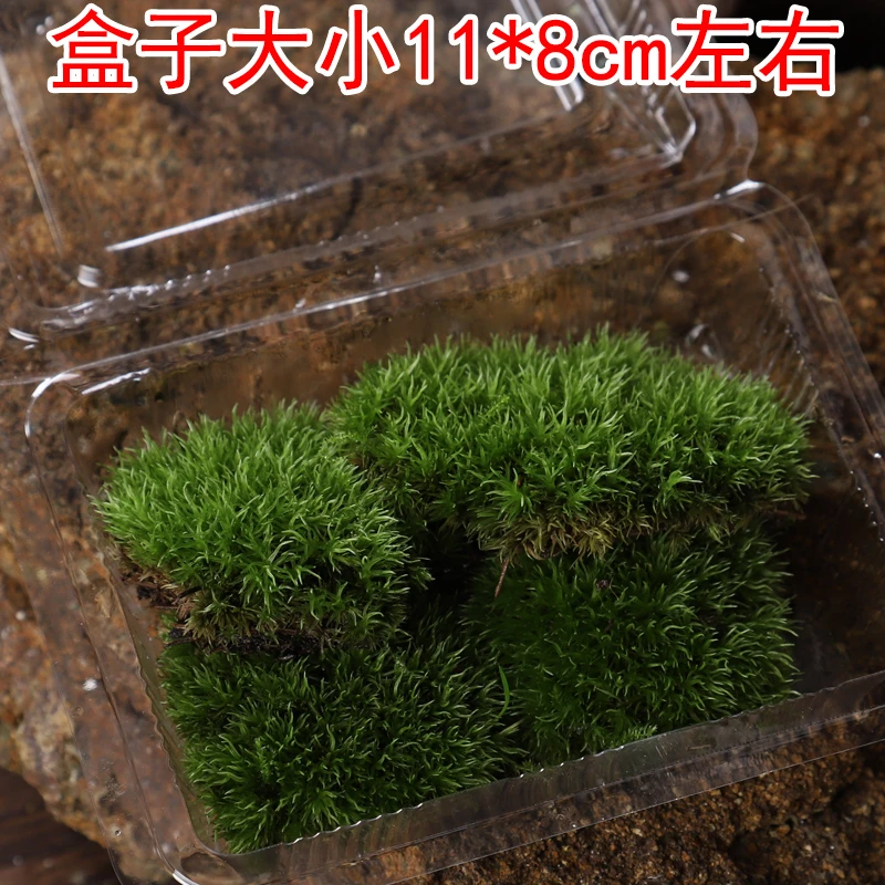 盒装白发藓鲜活青苔植物微景观水陆雨林缸苔藓造景盆景园林铺面