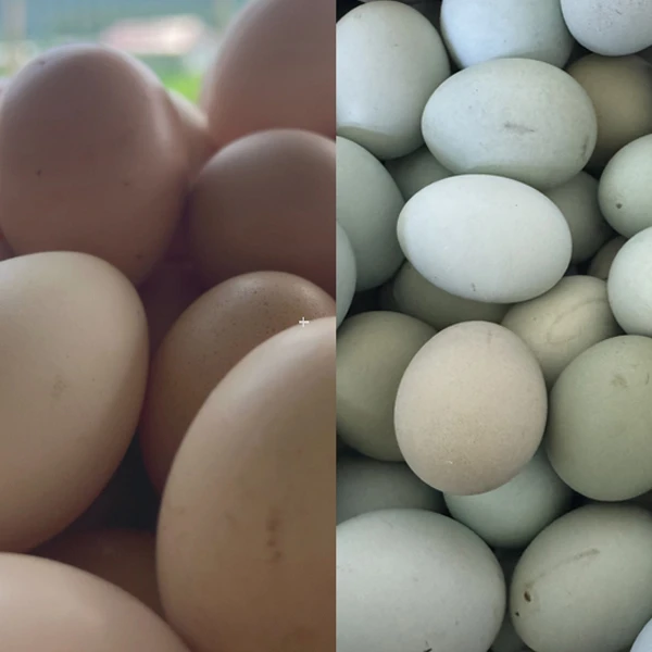 大侠鸡场/特价初生贵妃蛋、乌鸡蛋混装/大小混发/顺丰包邮