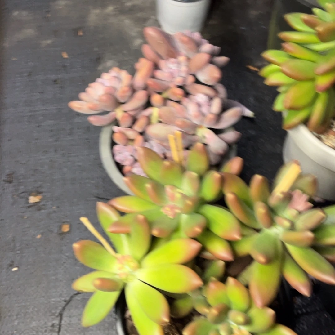 *️****小雨多肉金蟾汤圆