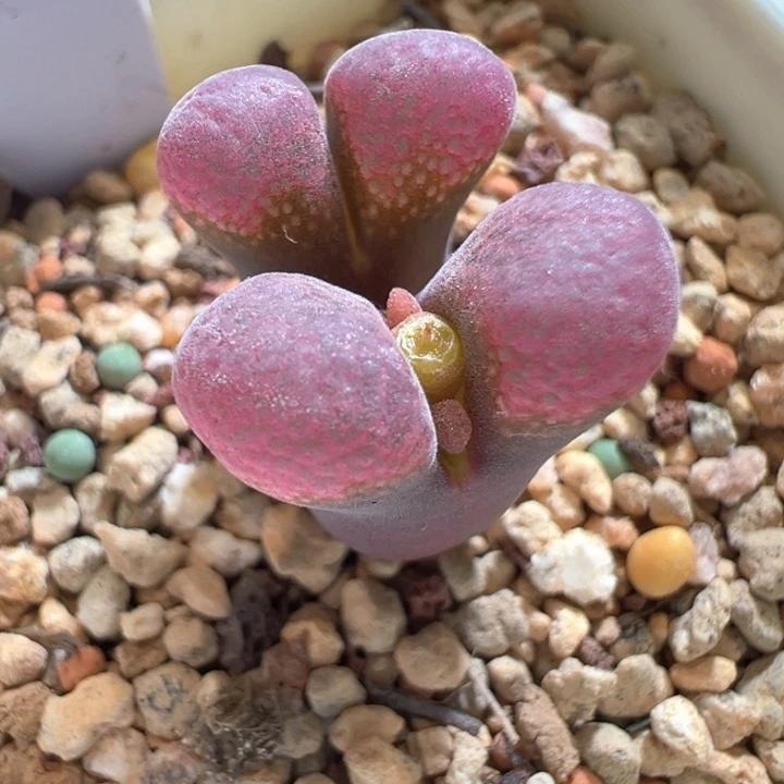 w/266。兔兔6年自留母本。杂交风铃