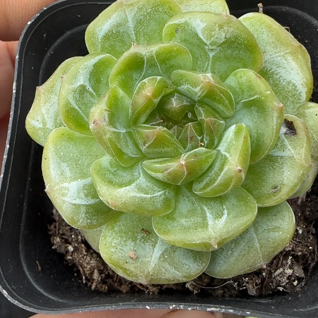 小卡拉米糖心一物一拍