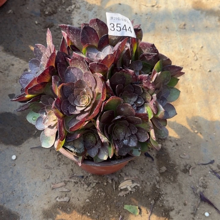 桃花石多肉法师3544