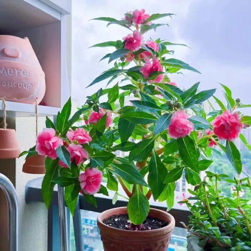 【茶花凤仙花种子】重瓣大花指甲花四季播种开花阳台庭院花卉种籽