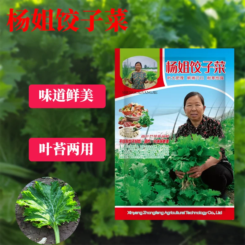 杨姐香叶饺子菜香芥菜菜园阳台青菜籽香叶饺子菜种子青菜种子
