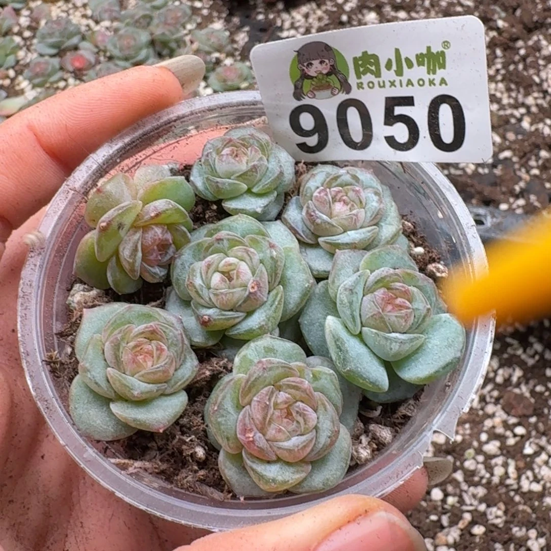 多肉植物多肉植物