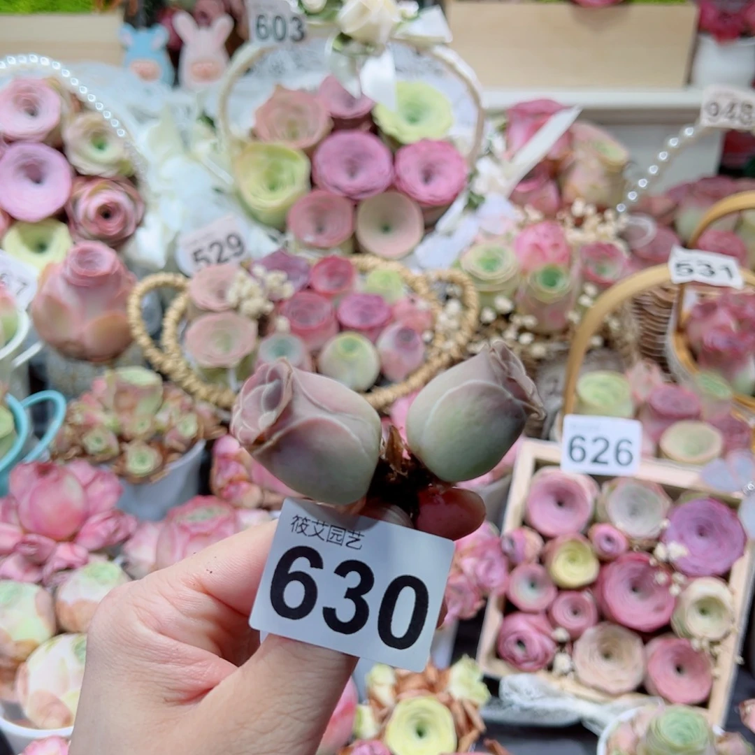 630并蒂莲小双头。 一物一拍
