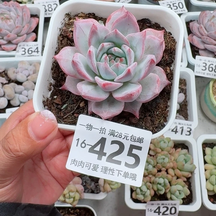 粉蓝鸟多多肉植物多肉植物