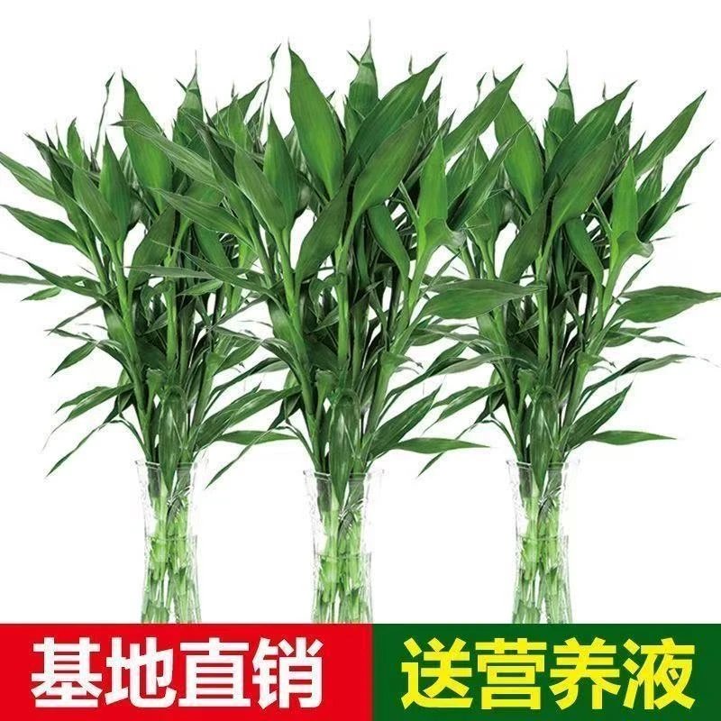 富贵竹60-70CM水培绿植花卉办公室居家客厅节节高净化空气