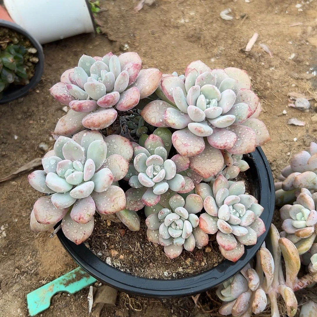 多肉植物花斑鹿群