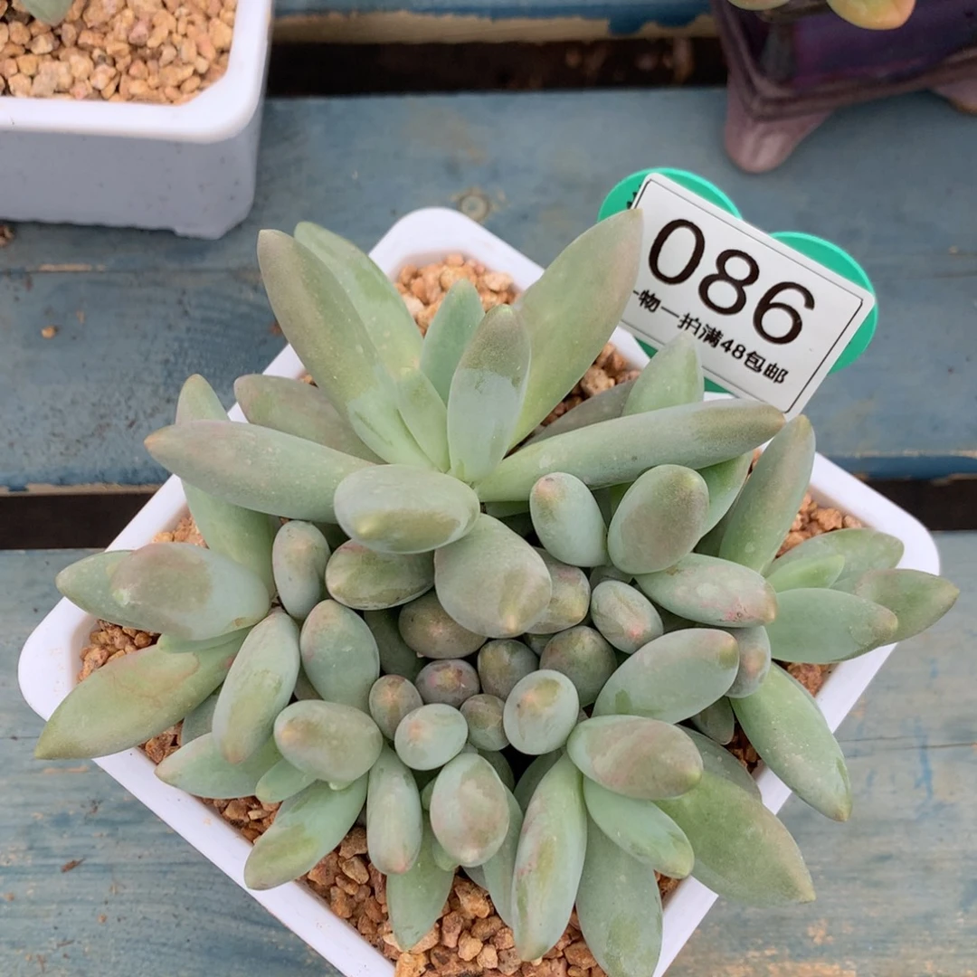 白兰地无砍平头7头086