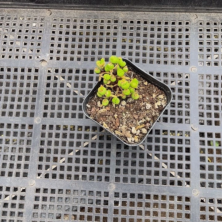 ꧁***米26号筐带盆土发货