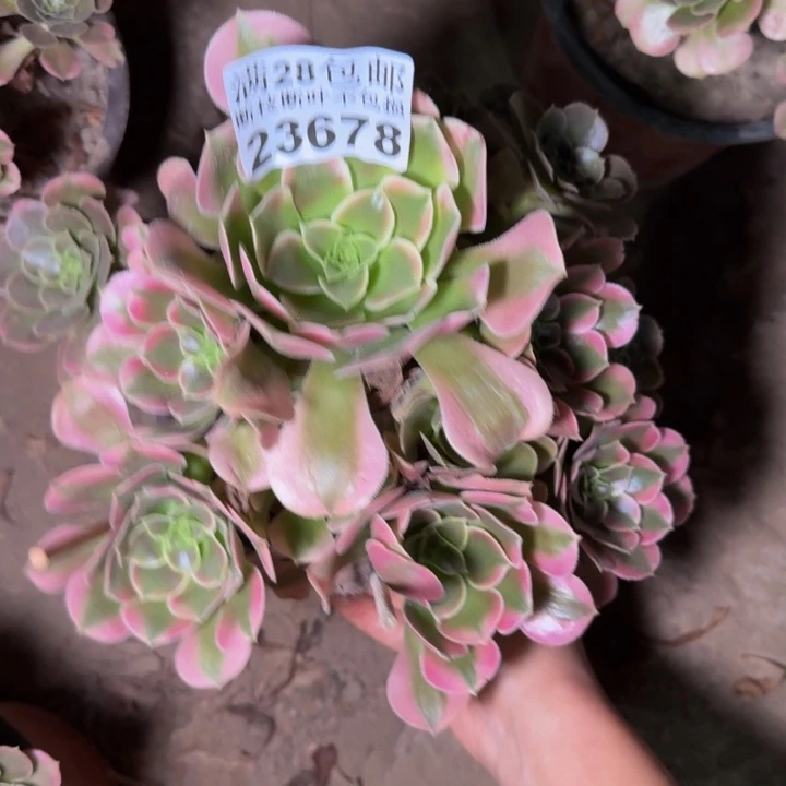 23678南香妃多肉植物