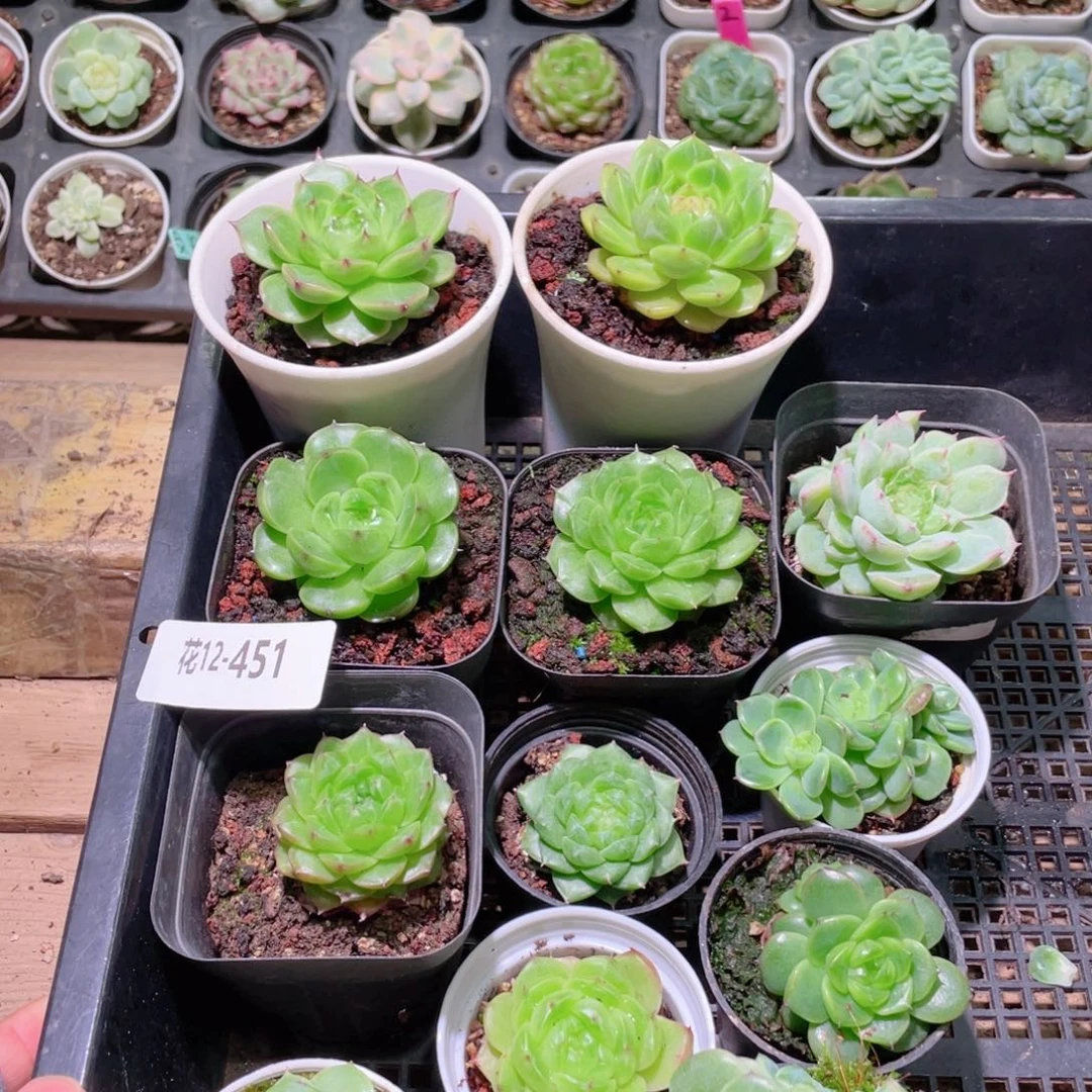 花利美12-451框拍12颗