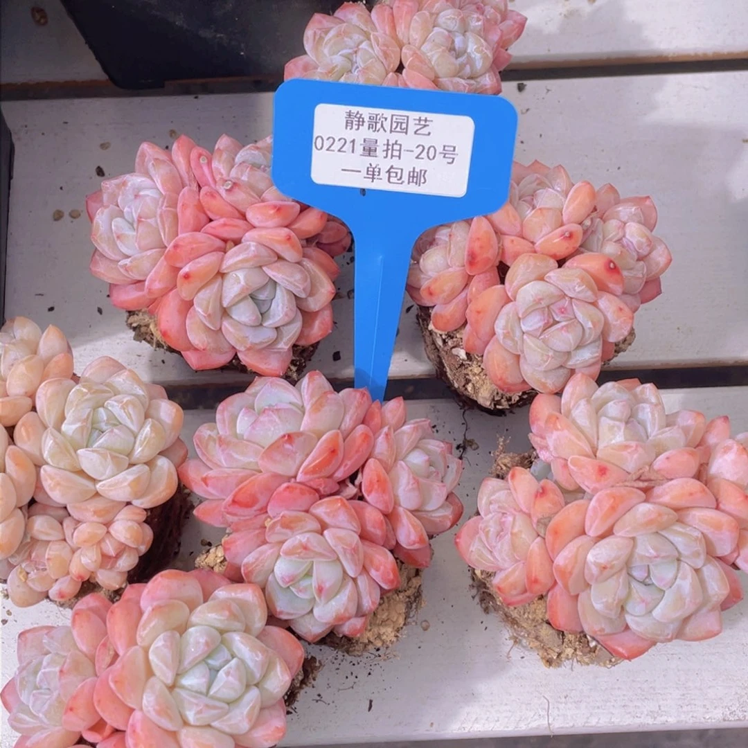 0221-20-精品冰城群生一颗