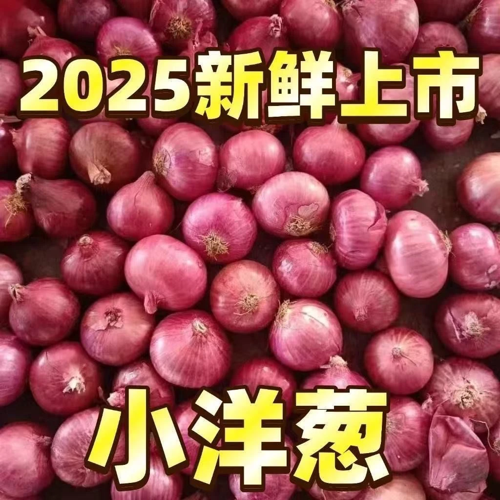 （珍珠水果小洋葱）新鲜紫皮小洋葱小香葱生吃炒菜凉拌