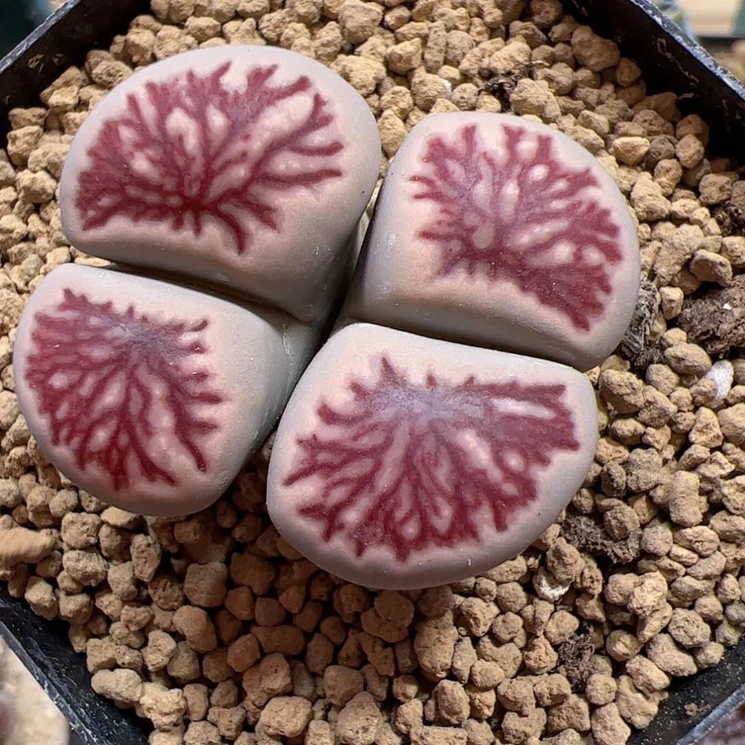 【闪购商品】75 菊