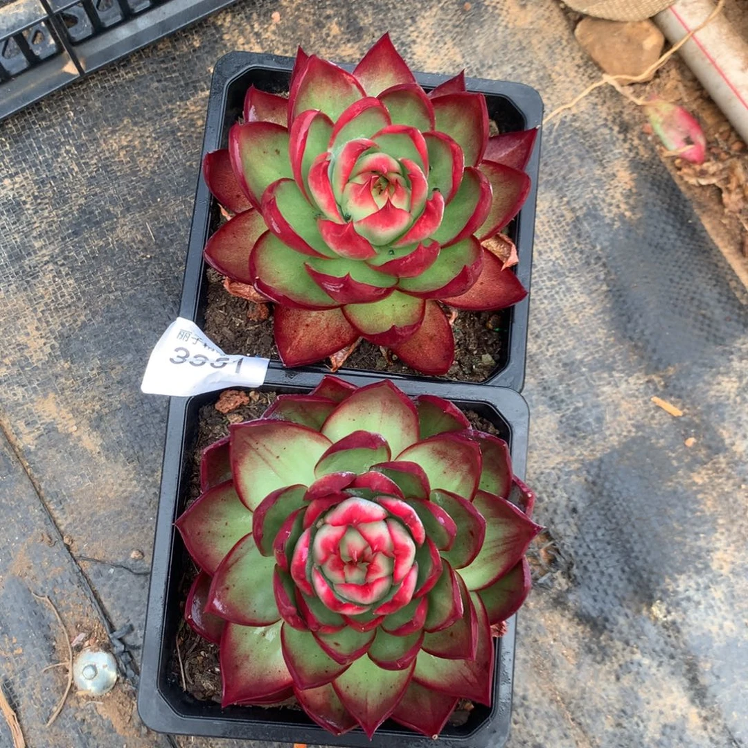 3351一物一拍11厘米2颗