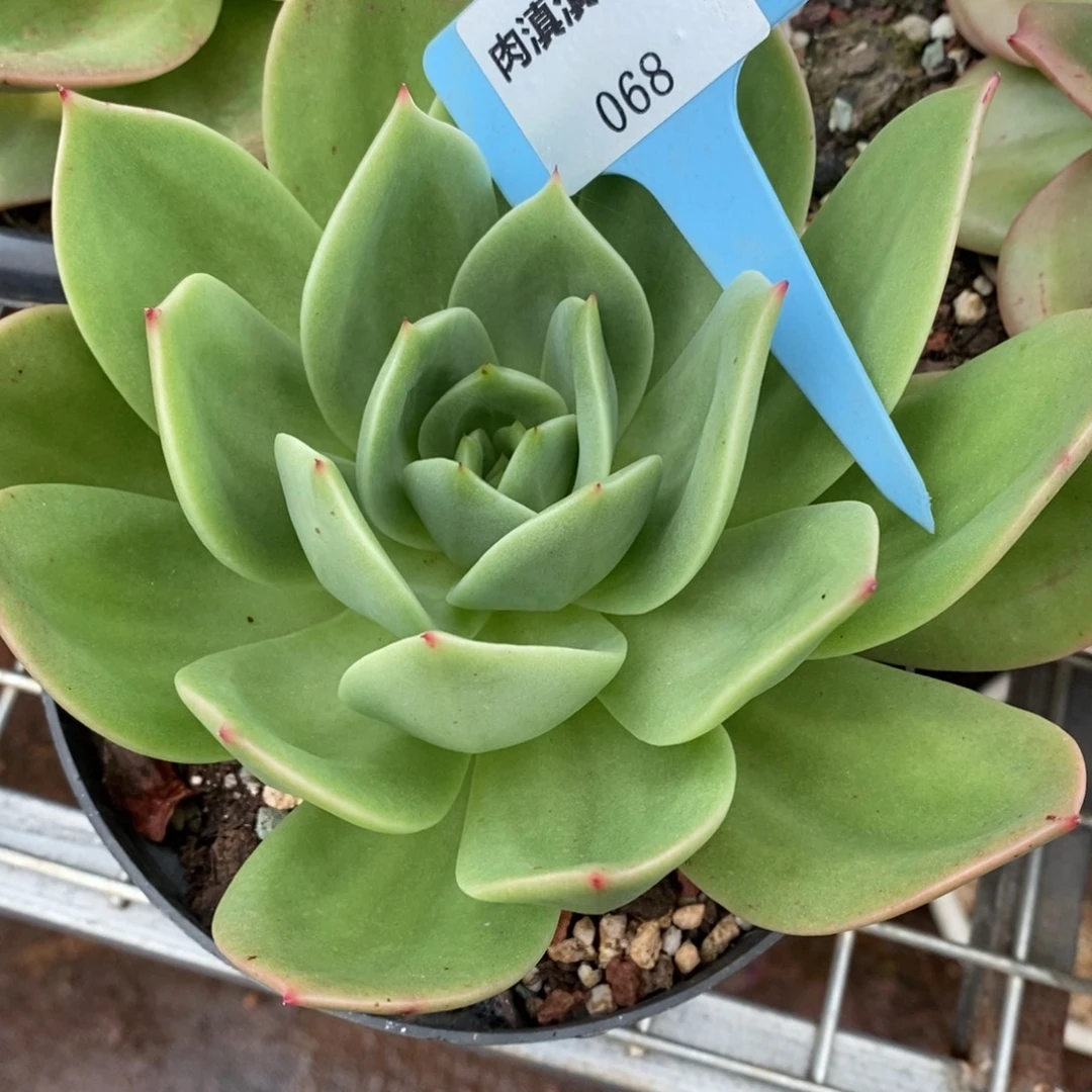 x068-多肉植物 翠鸟
