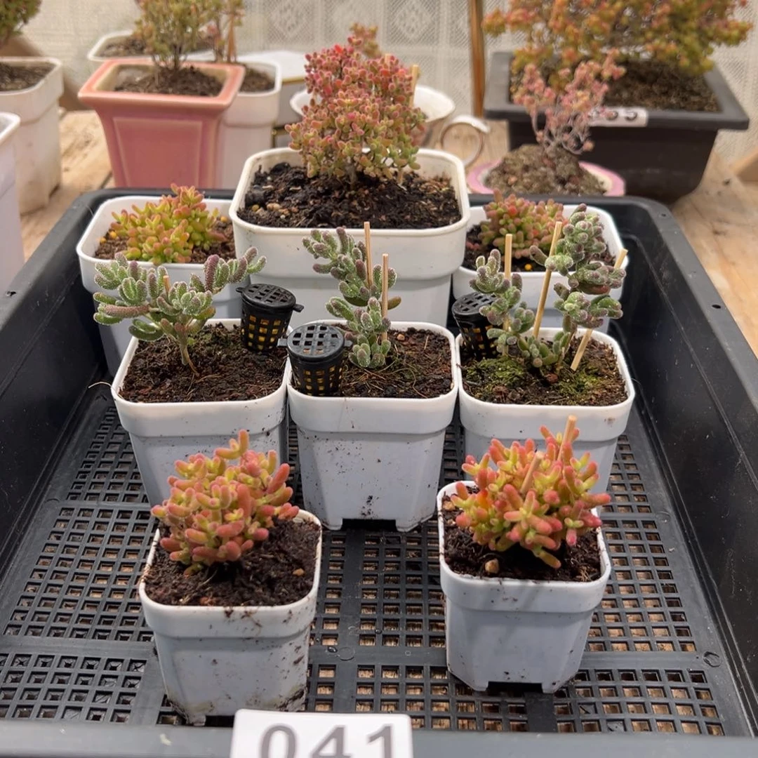 枝干番杏多肉植物041