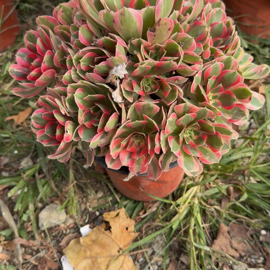 017妖月。多肉植物