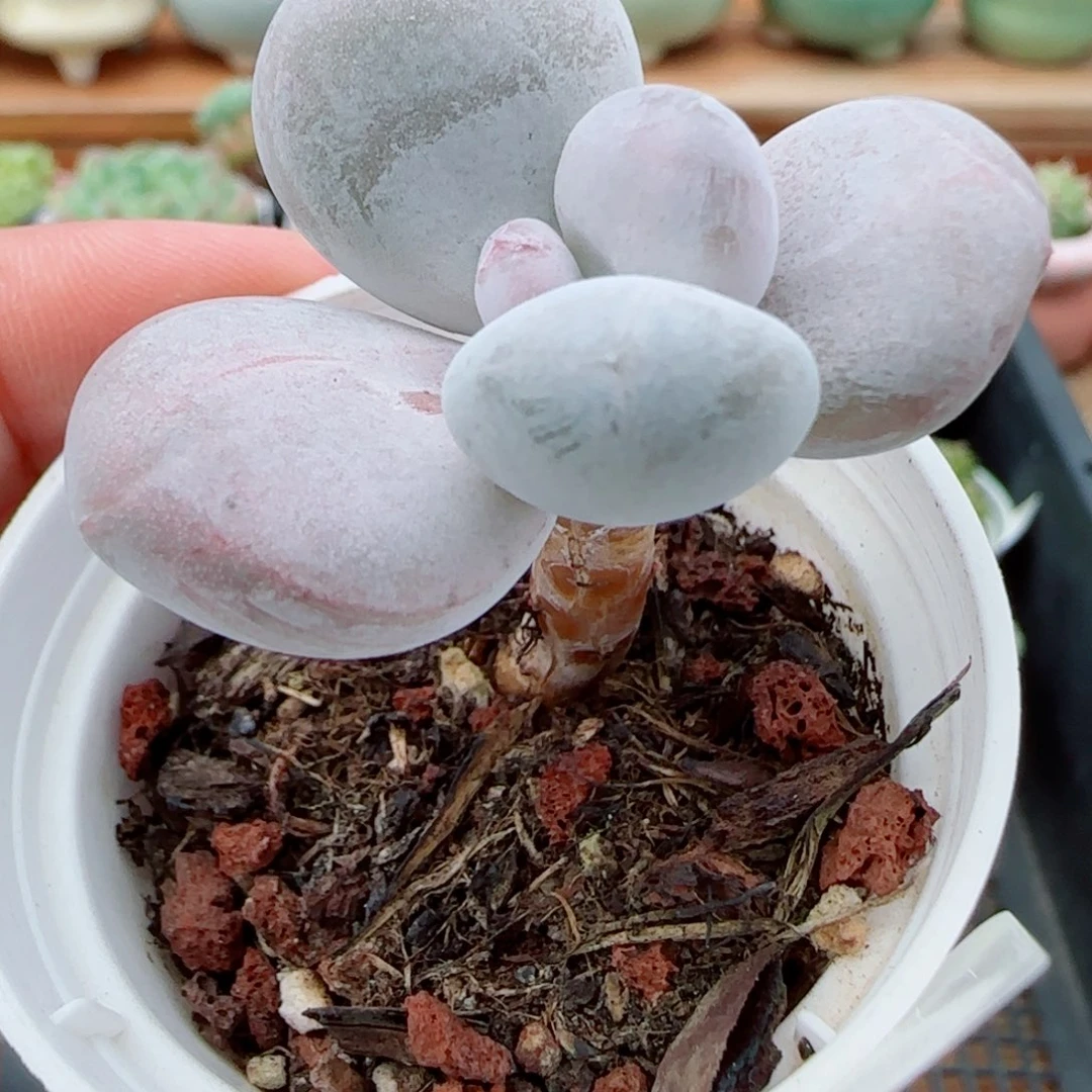 花语逸镜1009-505奶酪