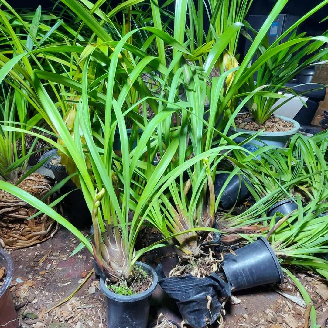 当前无花栽培后可以开花