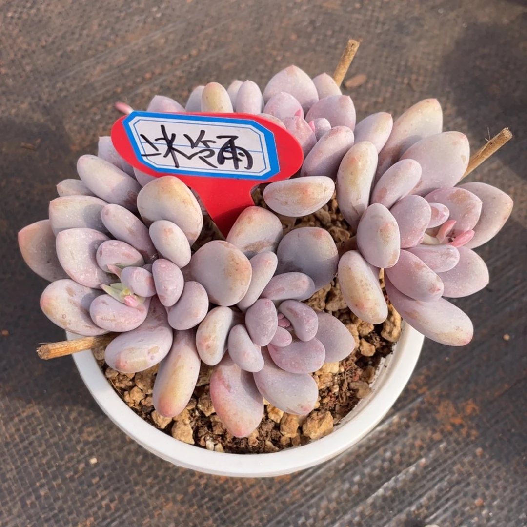 冰*雨姐姐说她真的有男朋友