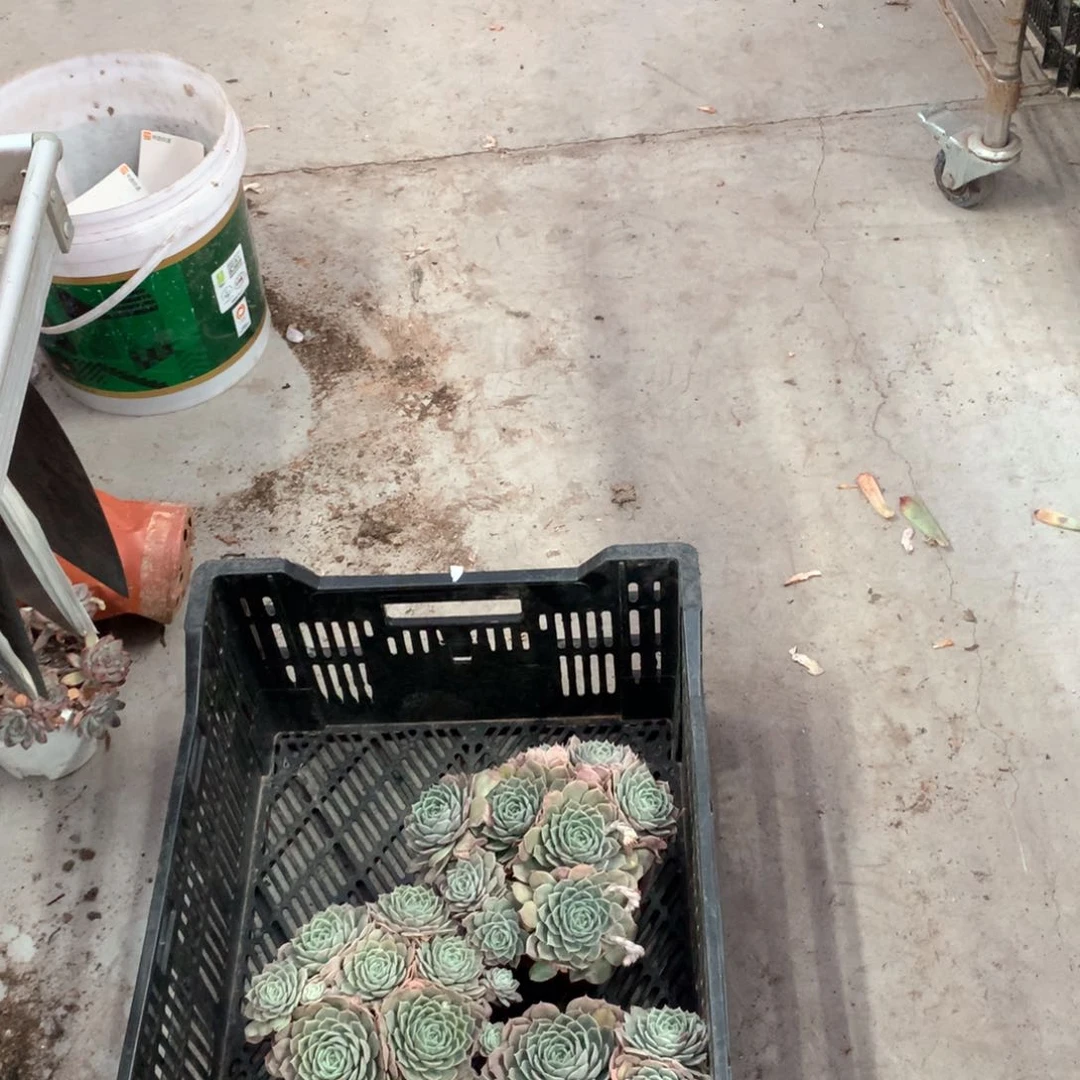 〝****猫昂斯诺多肉植物群生