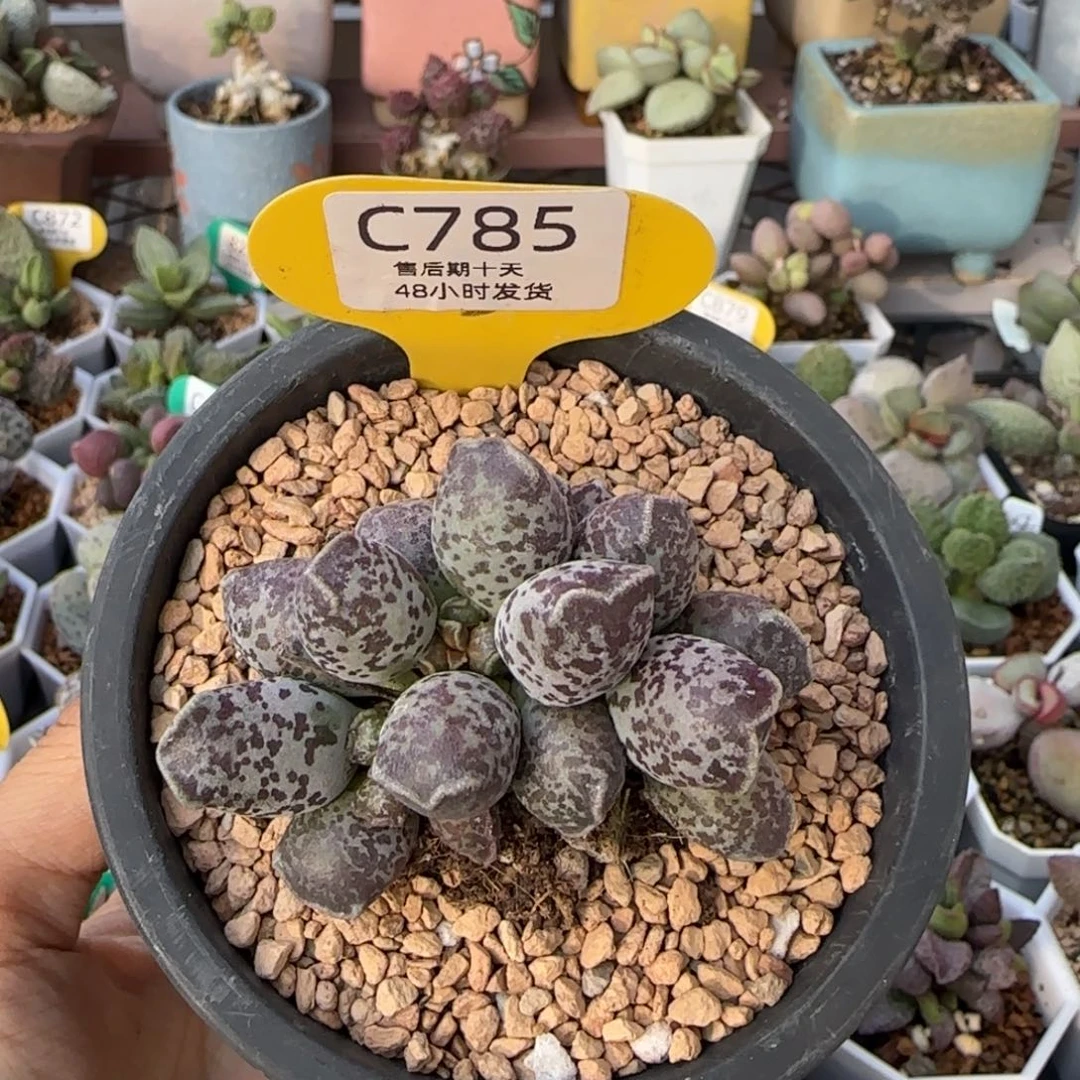 达摩海豹9厘米盆口785