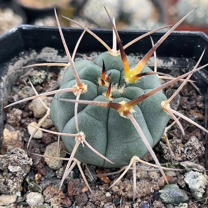 光淋玉实生仙人球