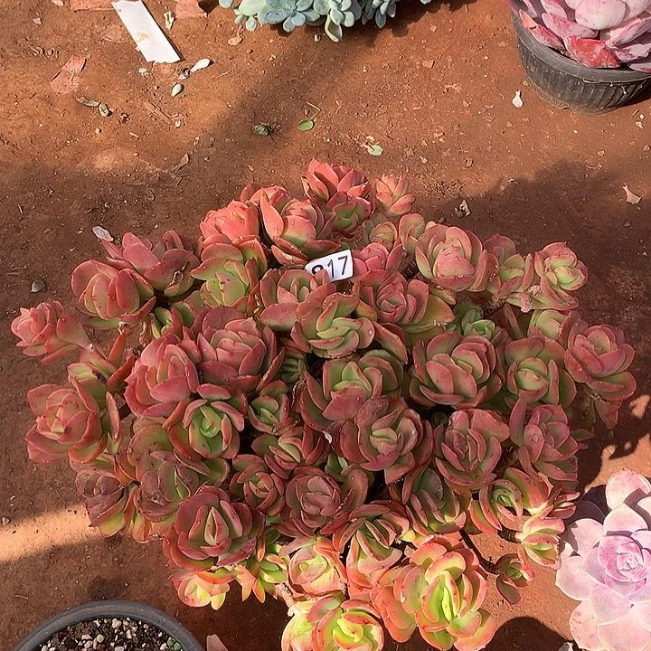 817火焰玫瑰一物一拍多肉
