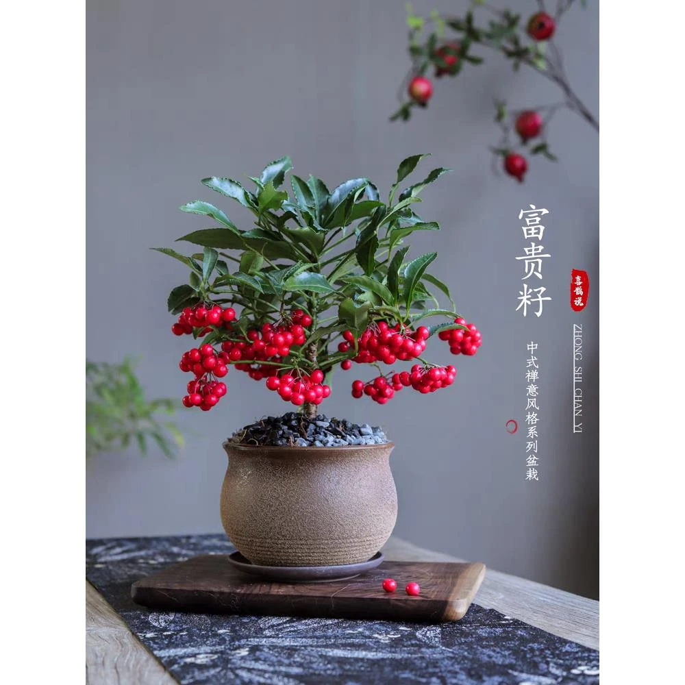耐寒富贵籽花卉室内富贵籽盆栽黄金万两四季常青朱砂根易成活率高