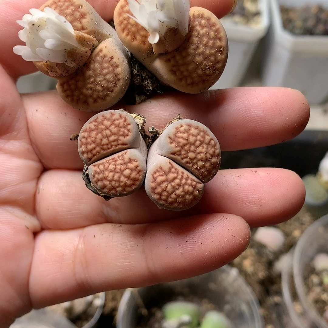 P140多肉植物保护