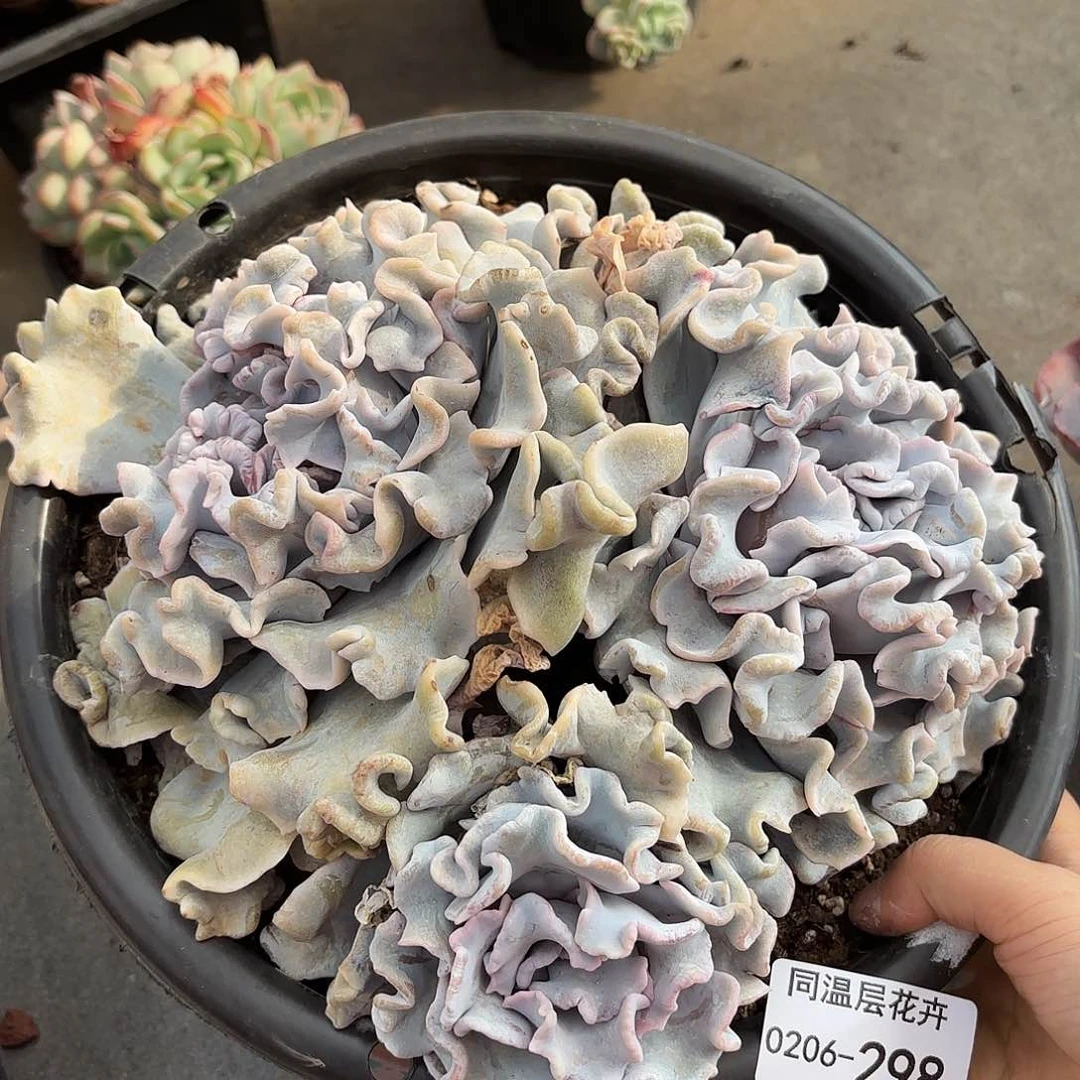 同温层多肉白饺子皮298