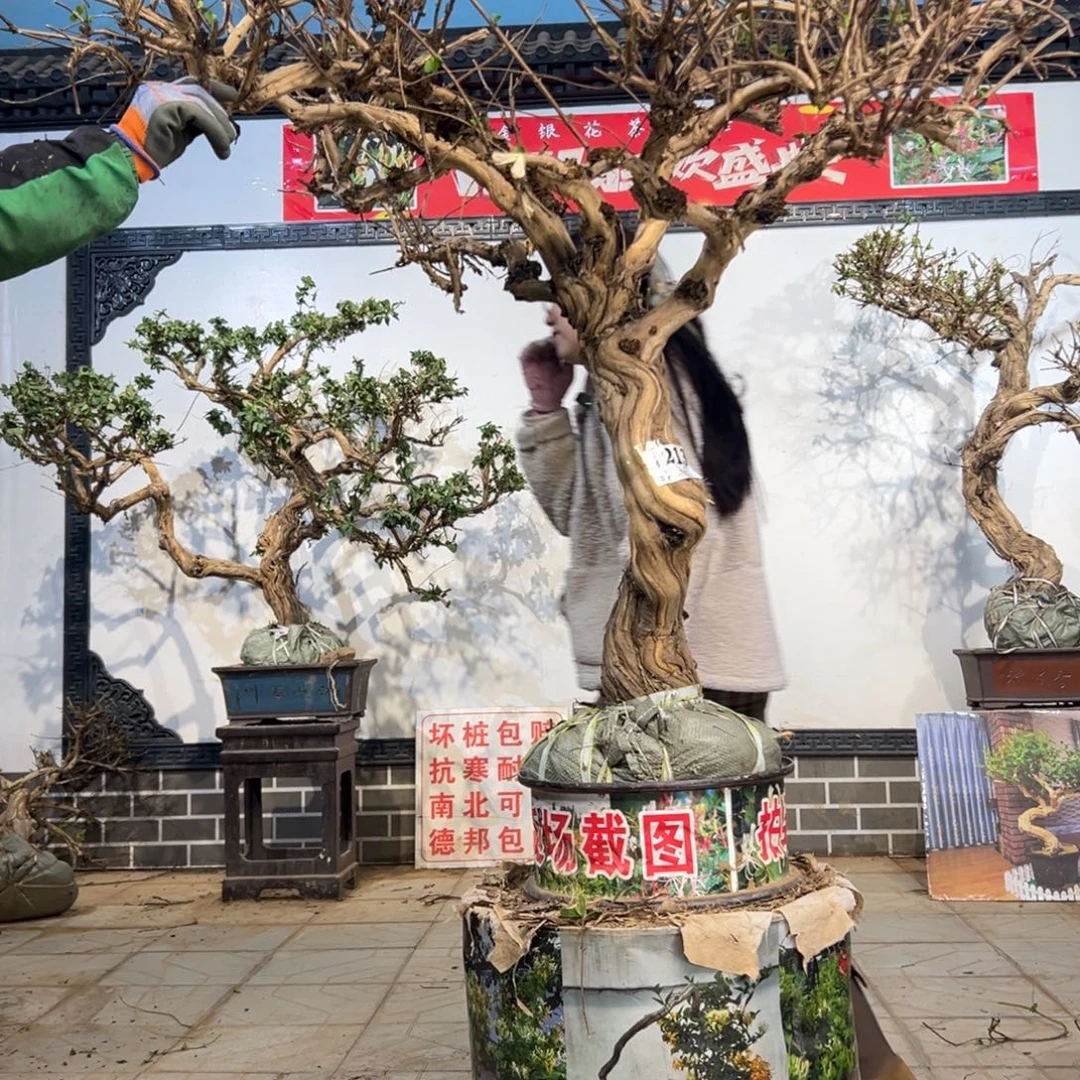 青***青无花朵金银花88888