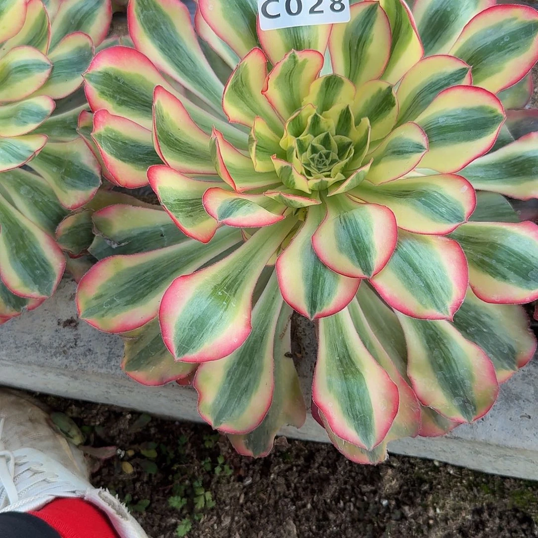 Y***g028爱丽丝到秋。多肉植物