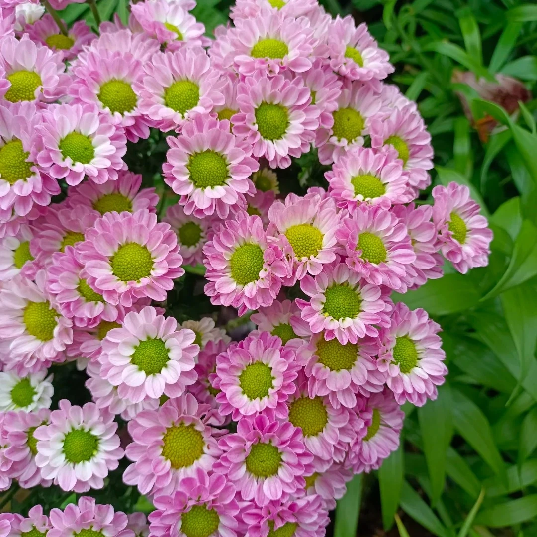 水蜜桃荷兰菊盆栽四季发货开花菊花好养庭院花卉阳台室内外耐寒