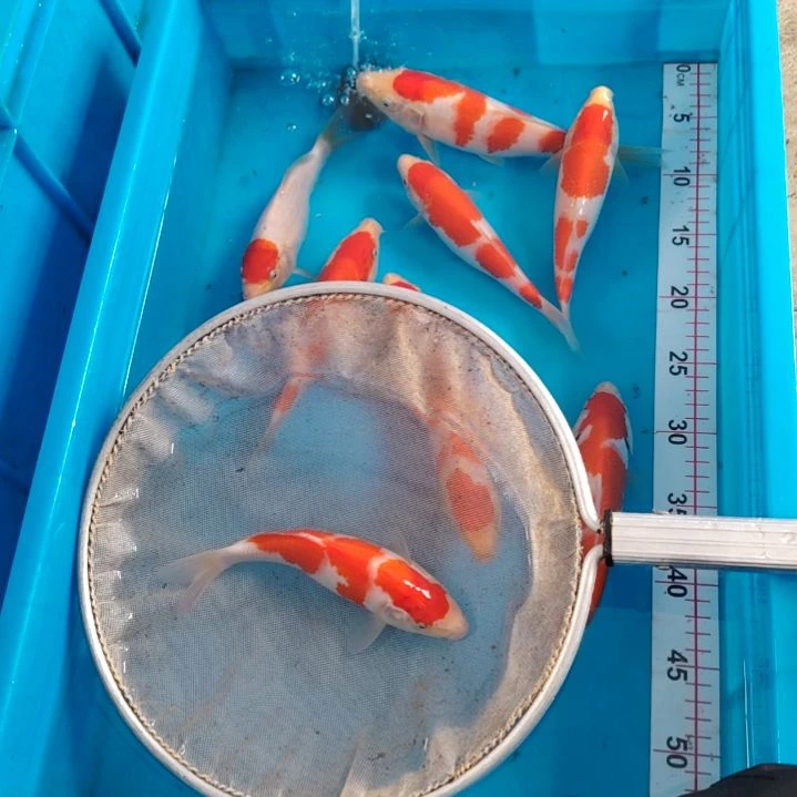 海水顺丰包邮开箱包活1