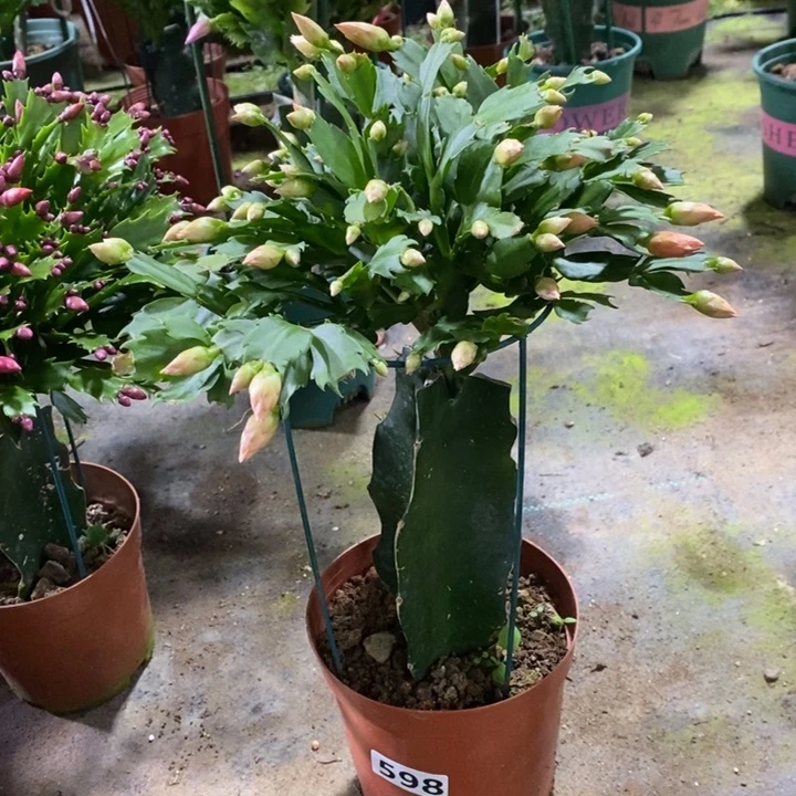 大部分花苞少量开放小*汐598嫁接2321