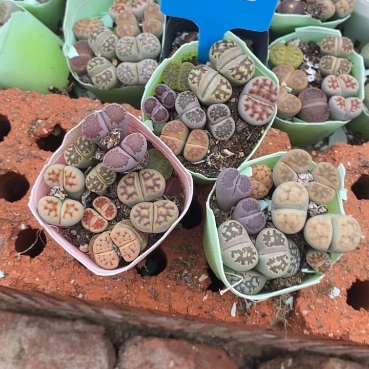主***记生石花的季节到啦054