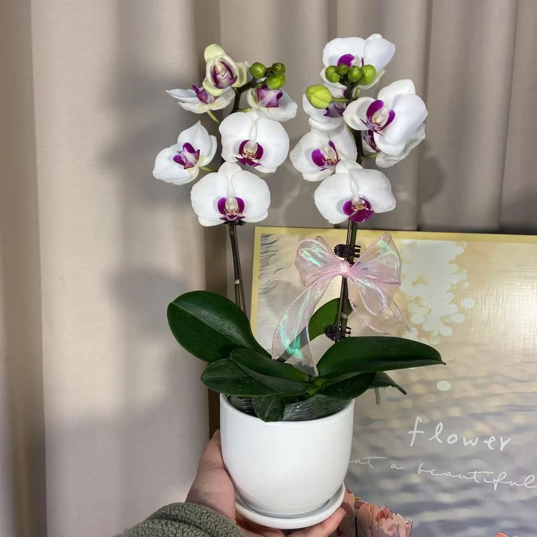 蝴蝶兰（雪域） 优雅精致鲜花室内花好养活 基地直发2-2