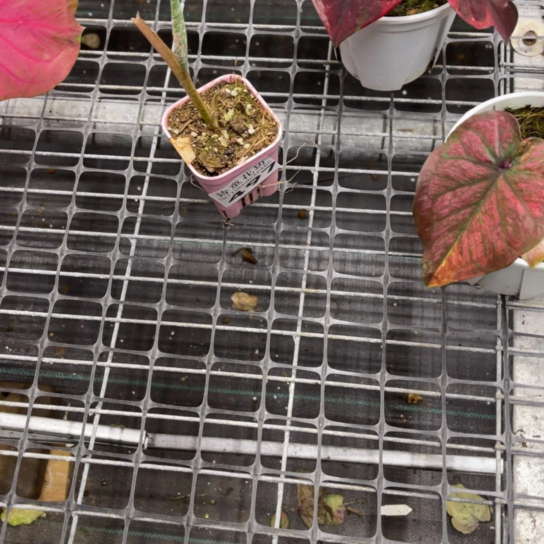 c***鱼无花朵           497金矿不包售后