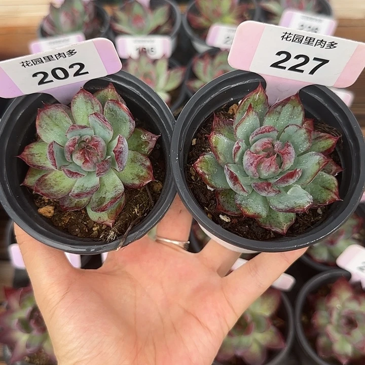 泓***亦202、227 惊鸿仙子多肉植物