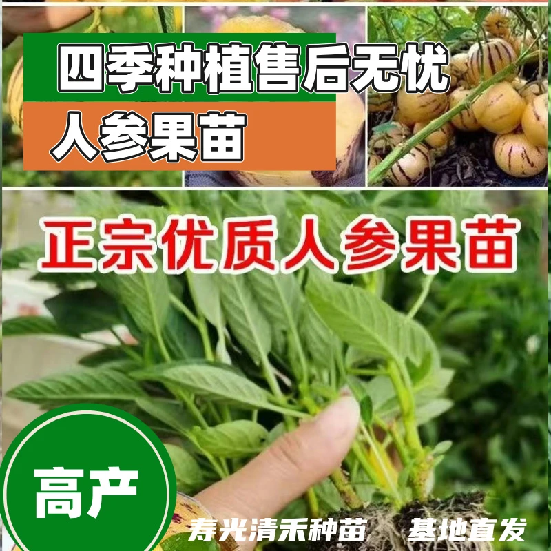 人参果苗人参果盆栽穴盘苗盆栽苗场直发盆栽地栽带土发货