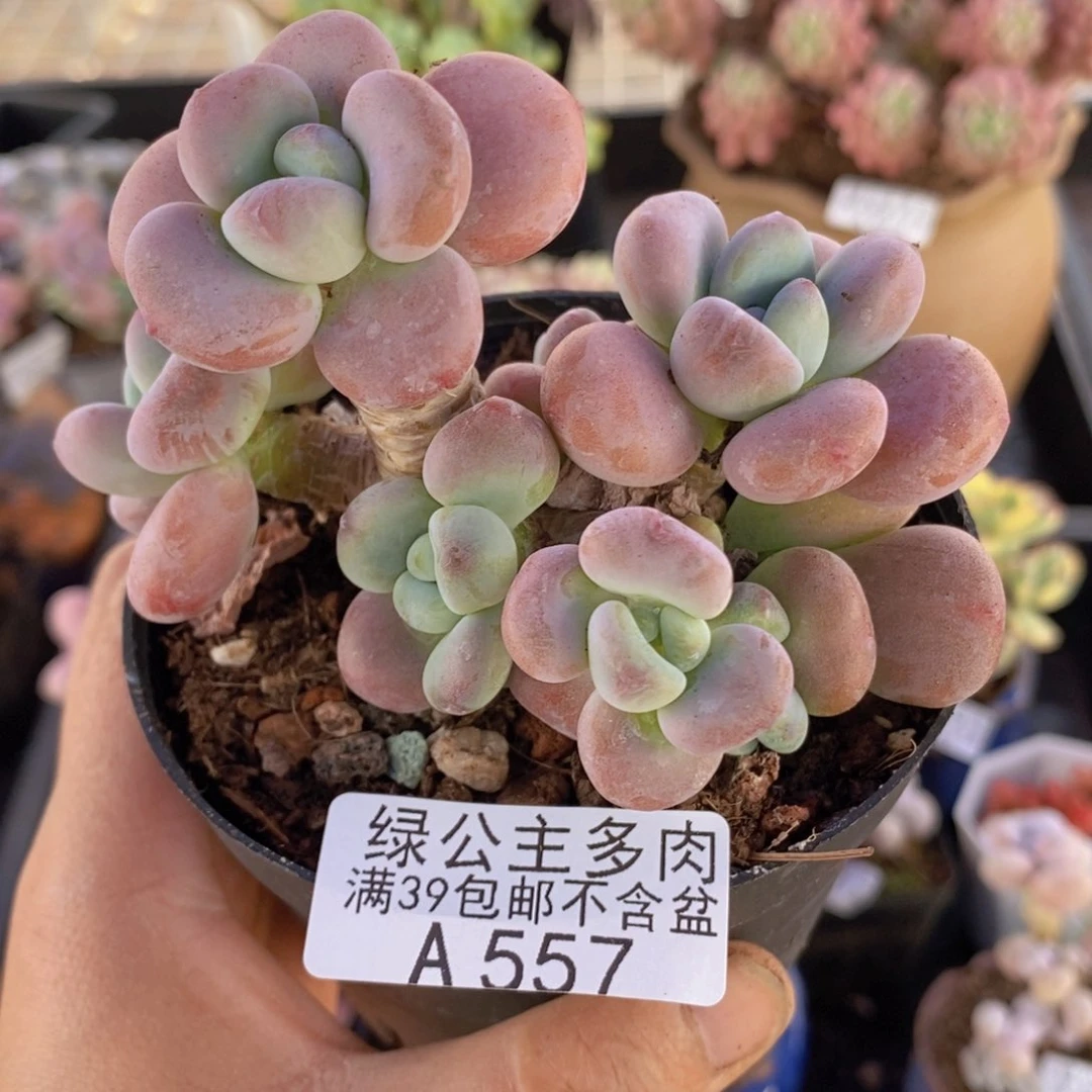 樱花洛神老桩8cm557多肉植物