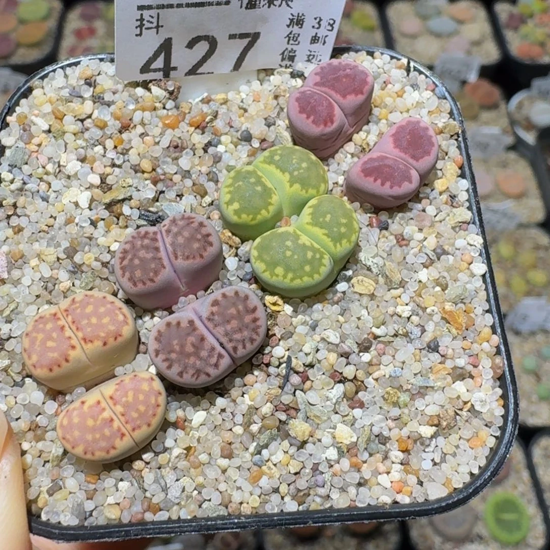 Ssss精品生石花427