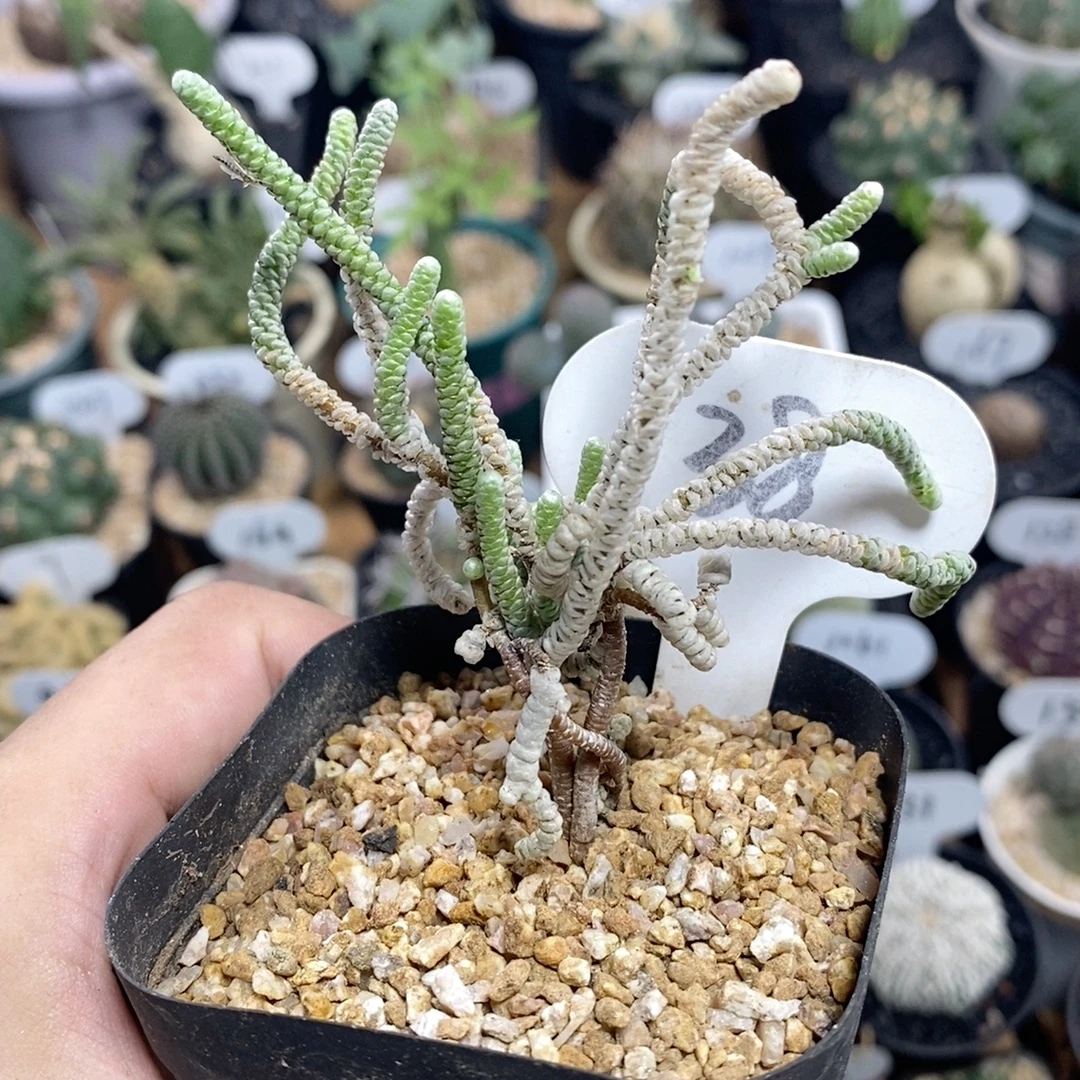 38号银蚕 冠幅6cm