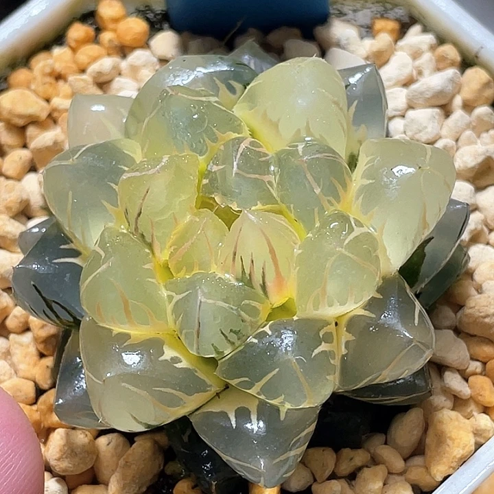 628糊斑水中月锦特选福利……