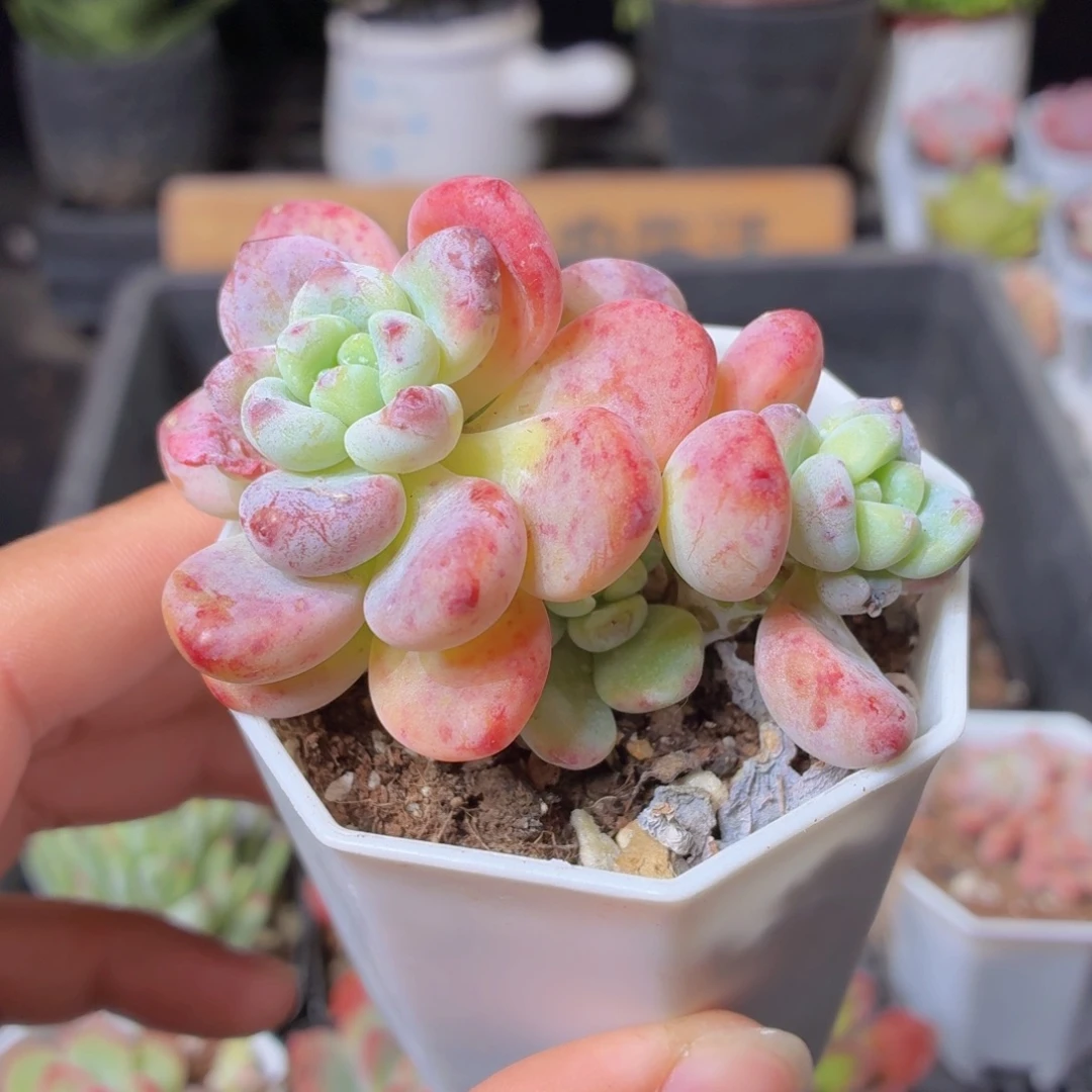 罗琦多肉9.9包邮发货