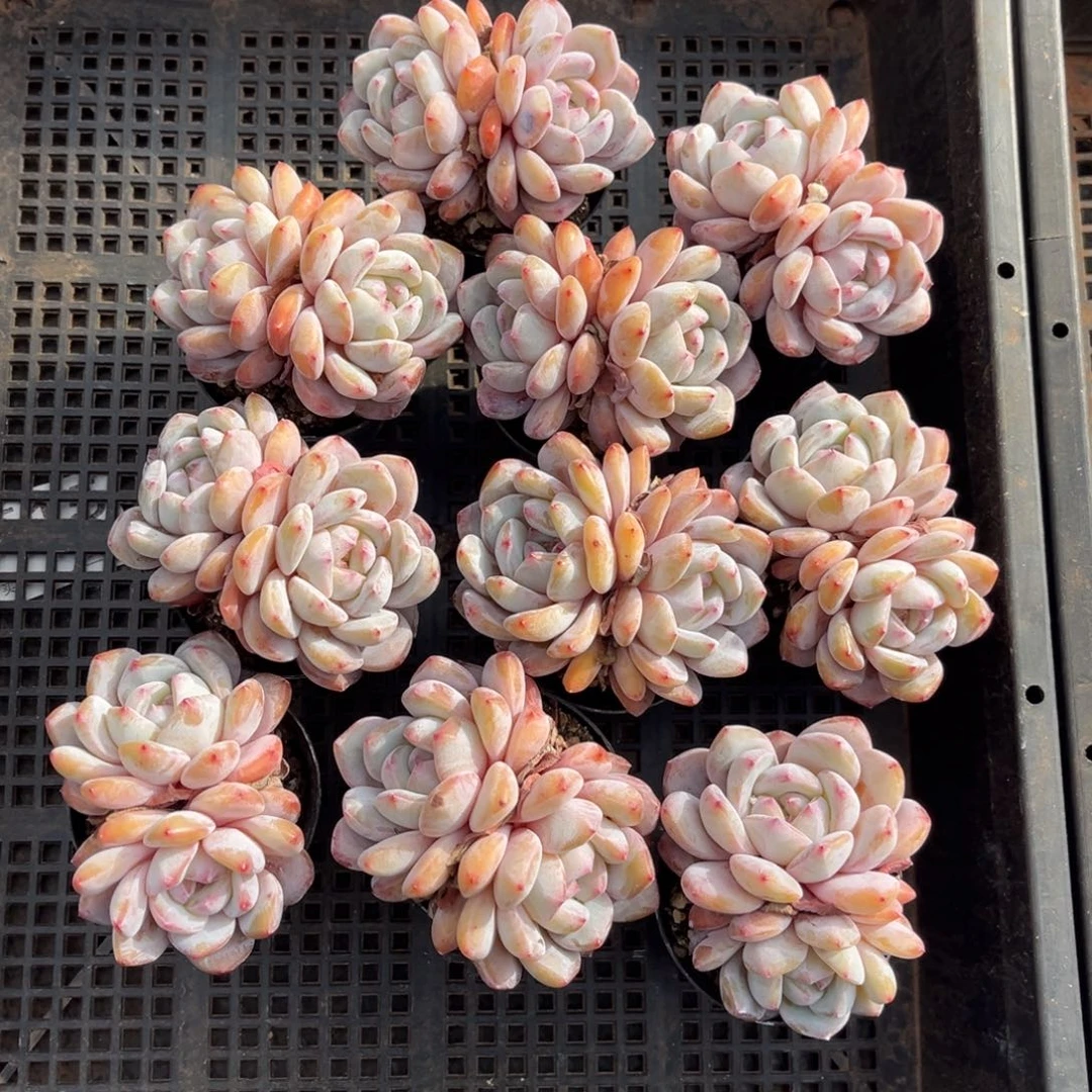 带盆发  715号新疆西藏内蒙古不包邮的